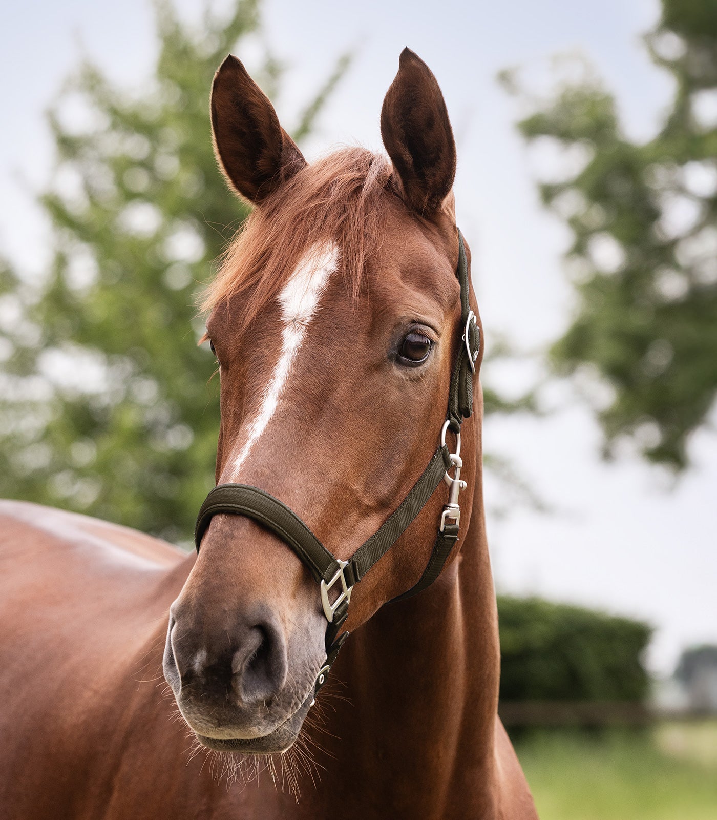 WALDHAUSEN Halfter Satin, VB