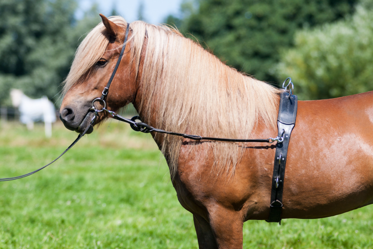 Longiergurt mit aufgesetzten Ringen